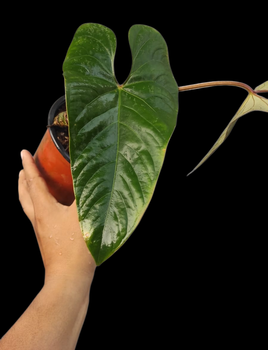 anthurium carpishense Anthurium Carpishense (EXACT PLANT)