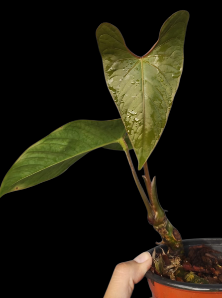 anthurium carpishense Anthurium Carpishense (EXACT PLANT)
