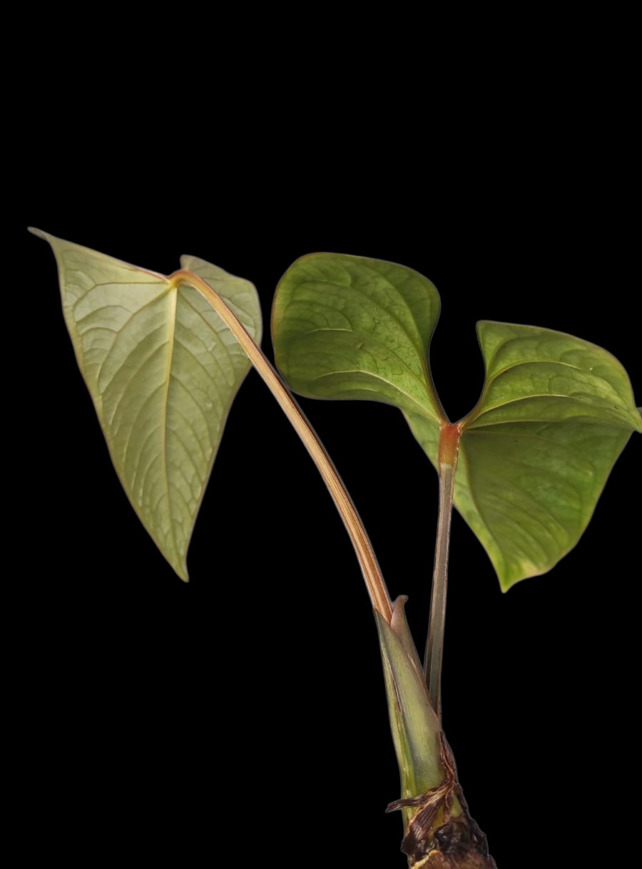 anthurium carpishense Anthurium Carpishense (EXACT PLANT)