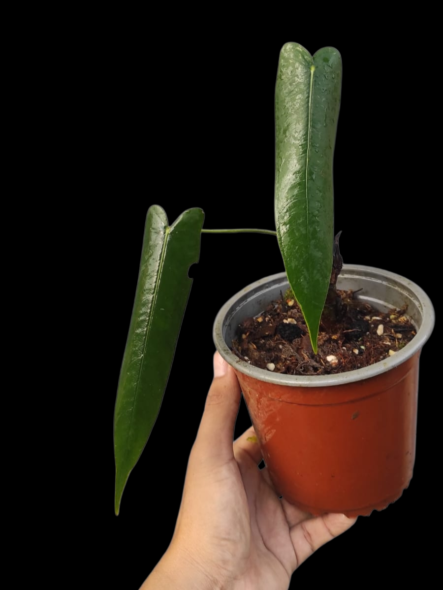 Anthurium Josei Narrow Form (EXACT PLANT)