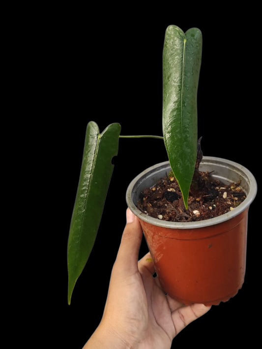 Anthurium Josei Narrow Form (EXACT PLANT)