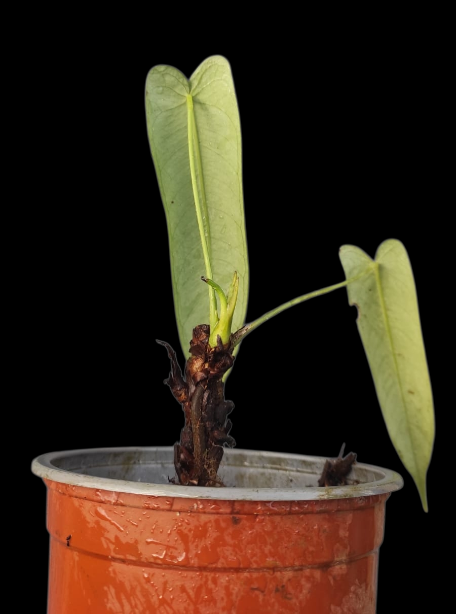 Anthurium Josei Narrow Form (EXACT PLANT)