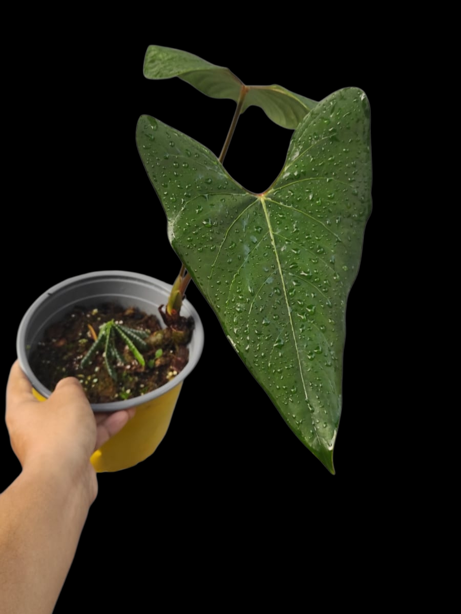 Anthurium sp. 'Huanuco Velvet' BIG PLANT with 2 Leaves (EXACT PLANT)