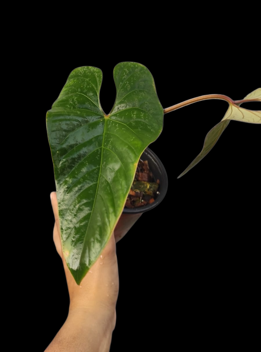 Anthurium Carpishense (EXACT PLANT)