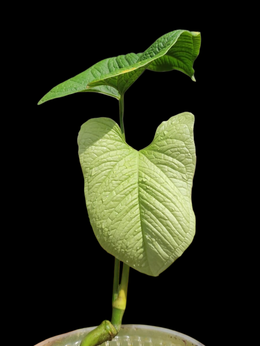 Anthurium Puberulum (Croat & Lingán) with 2 Leaves Native to Peru