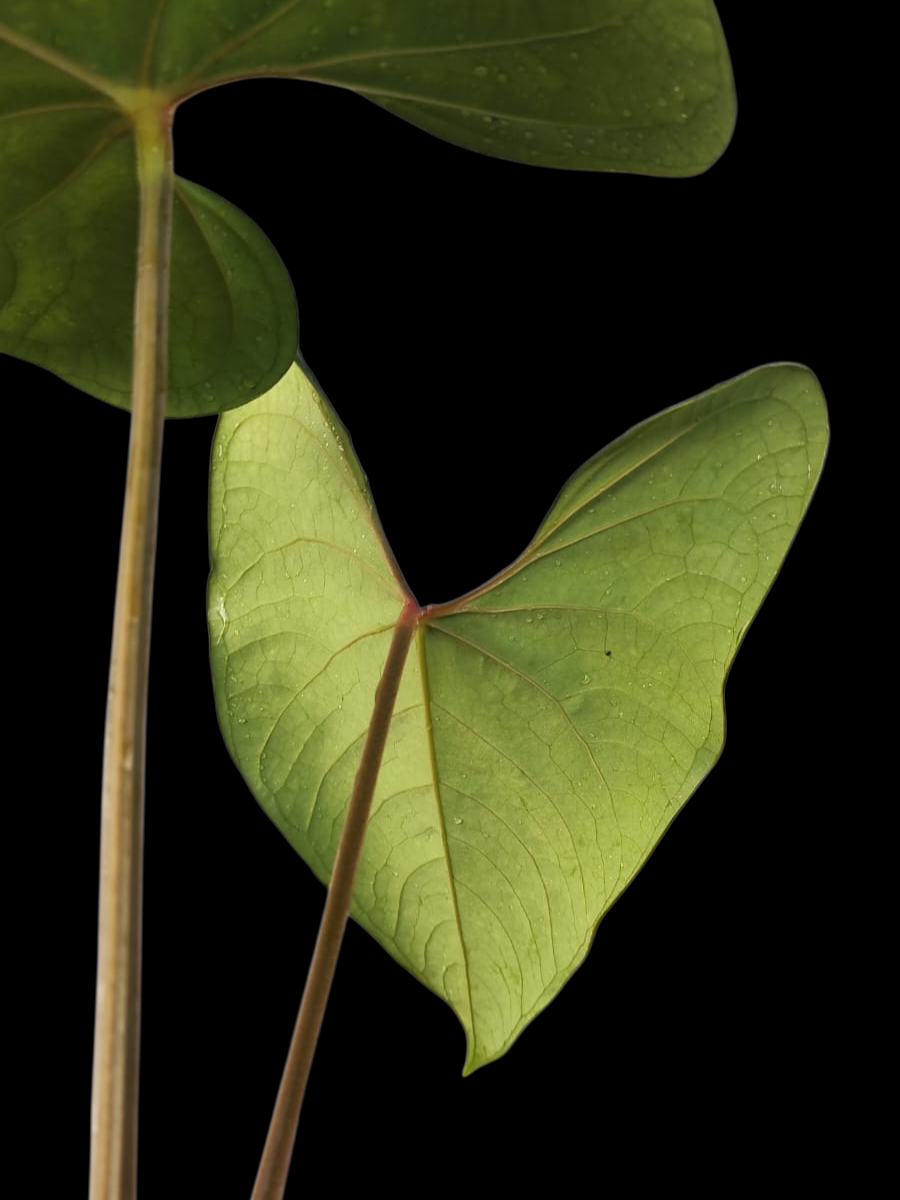 Anthurium sp. 'Huanuco Velvet' BIG PLANT with 2 Leaves (EXACT PLANT)