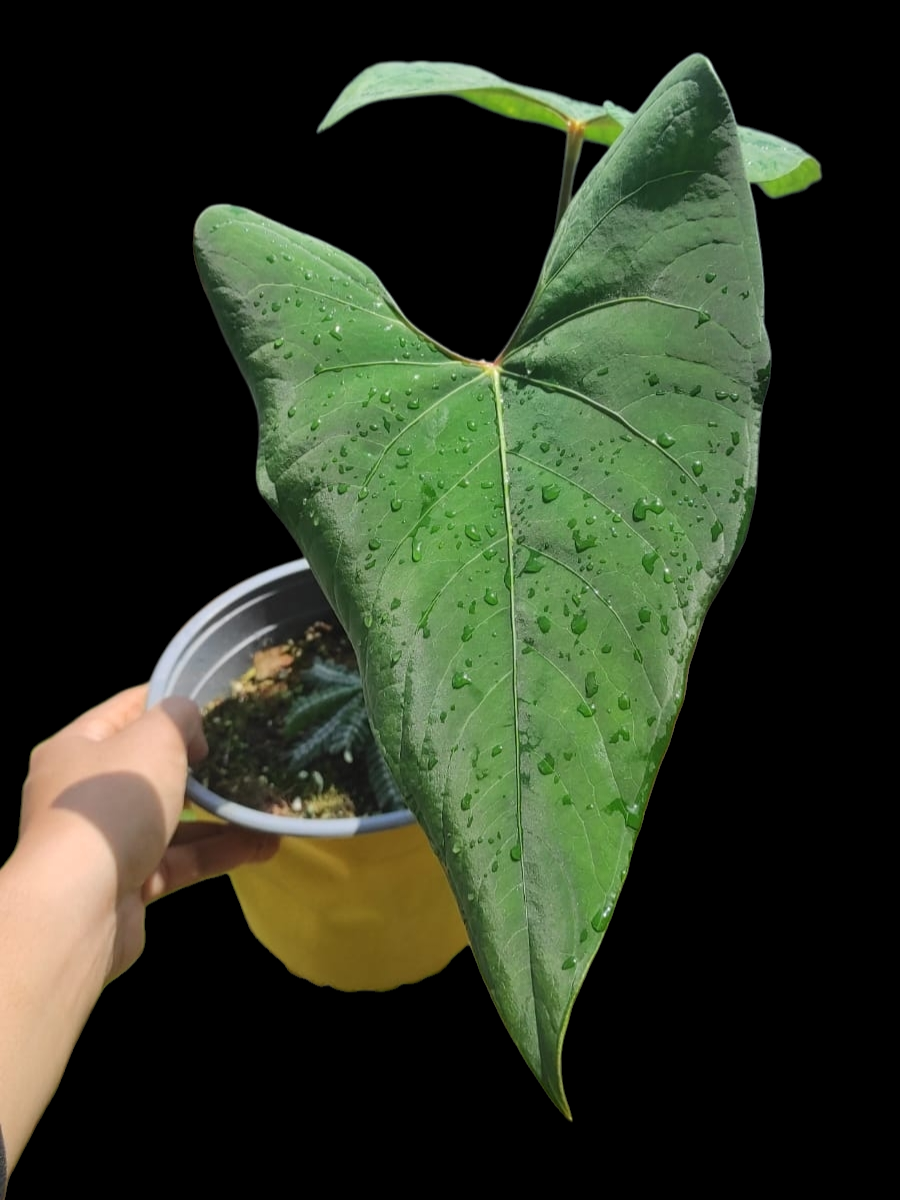 Anthurium sp. 'Huanuco Velvet' BIG PLANT with 2 Leaves (EXACT PLANT)