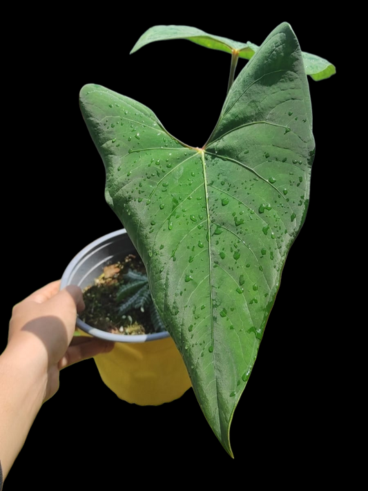 Anthurium sp. 'Huanuco Velvet' BIG PLANT with 2 Leaves (EXACT PLANT)