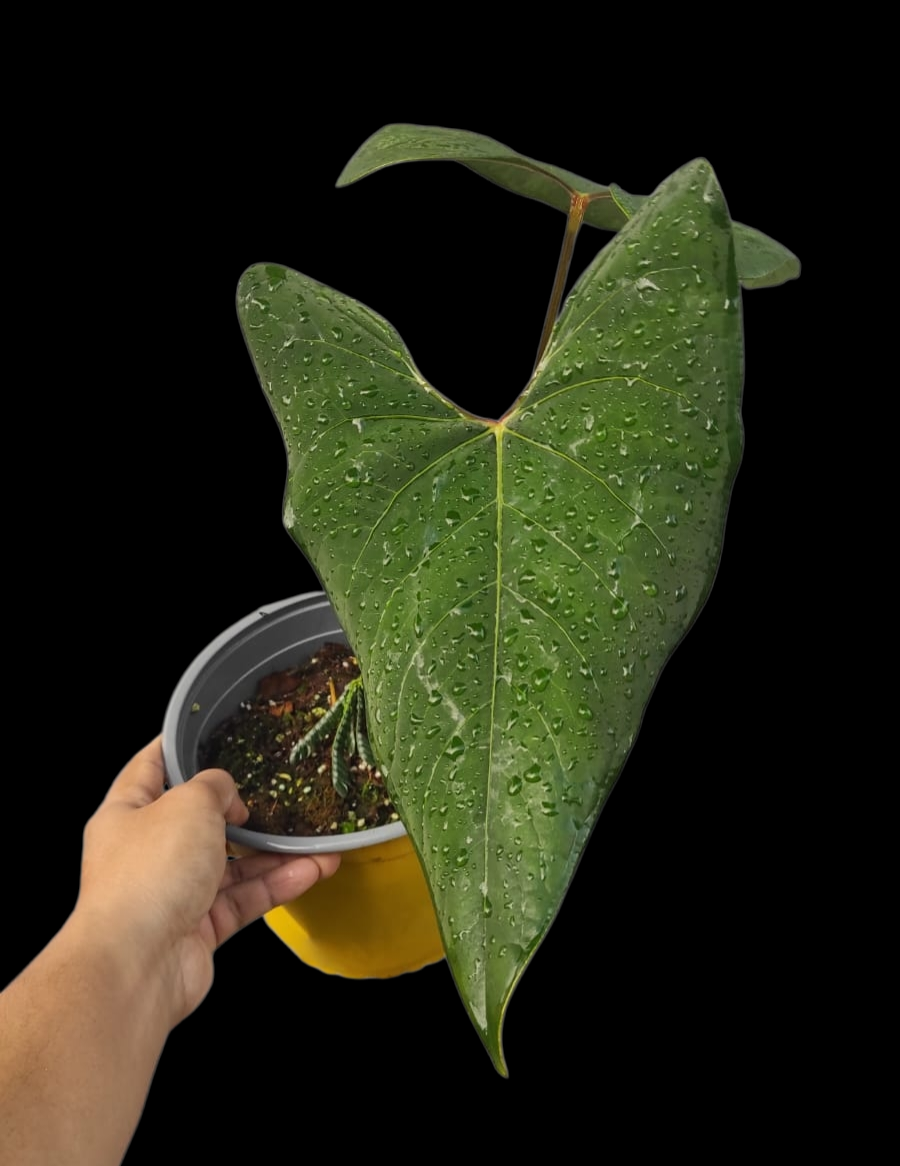 Anthurium sp. 'Huanuco Velvet' BIG PLANT with 2 Leaves (EXACT PLANT)