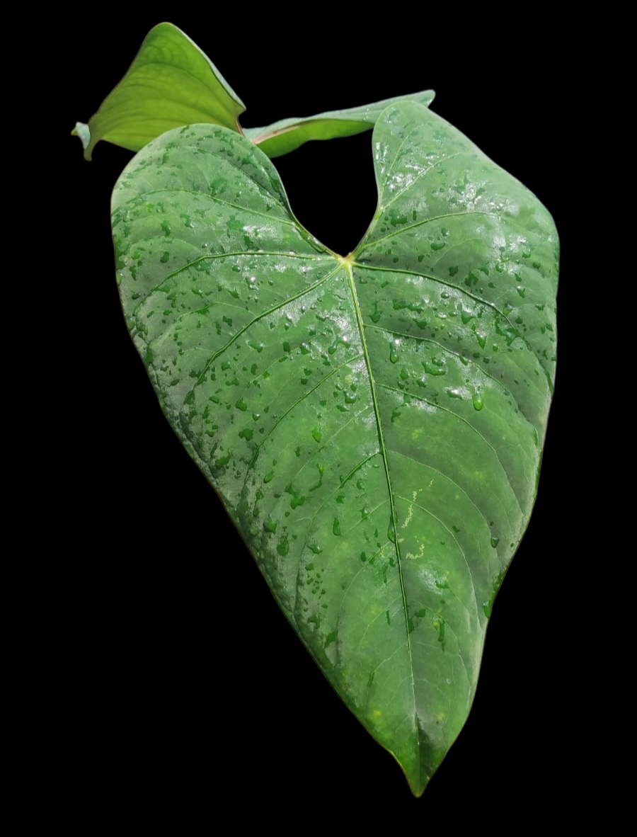 Anthurium sp. 'Huanuco Velvet' BIG PLANT with 2 Leaves (EXACT PLANT)