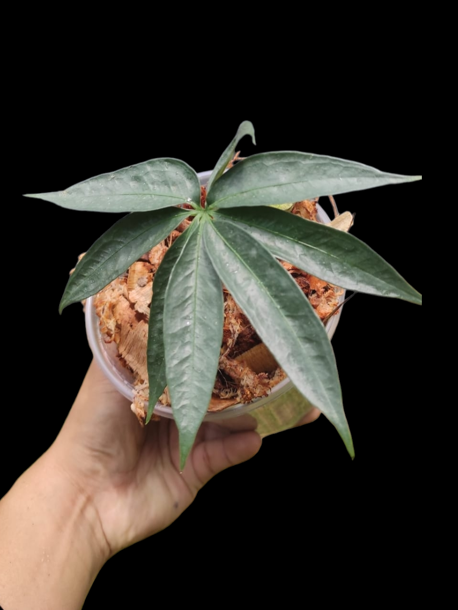 Anthurium sp. "Silver Fingers" Wild Ecotype (EXACT PLANT)