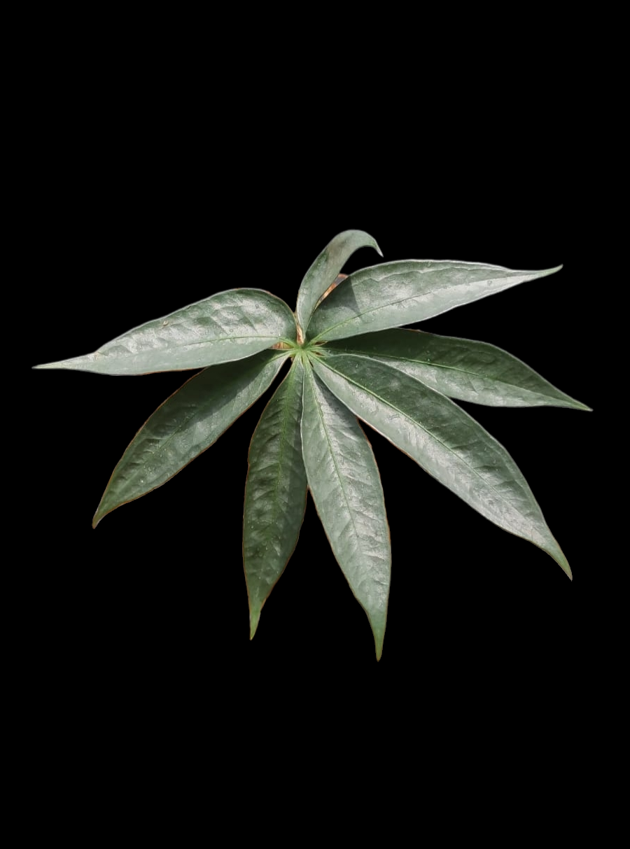 Anthurium sp. "Silver Fingers" Wild Ecotype (EXACT PLANT)