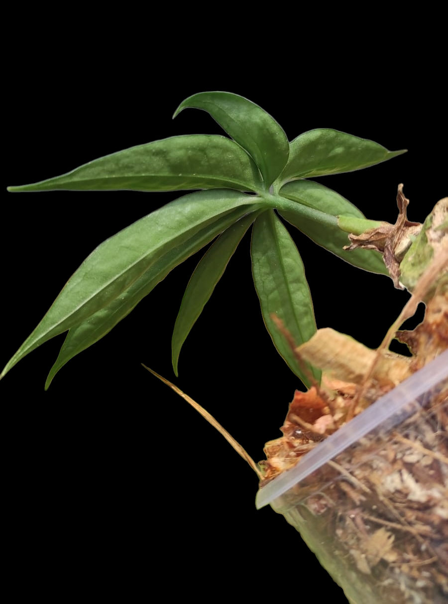 Anthurium sp. "Silver Fingers" Wild Ecotype (EXACT PLANT)