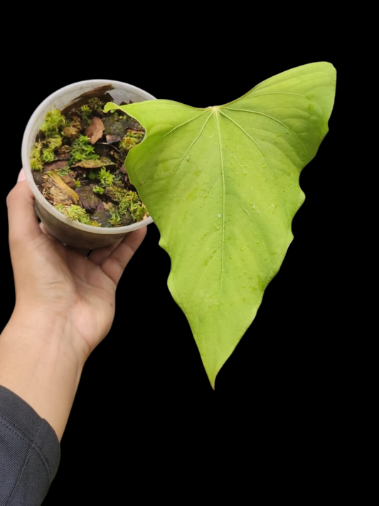 Anthurium sp. 'Kunayala Glow' Emerging Yelow Leaf (EXACT PLANT)