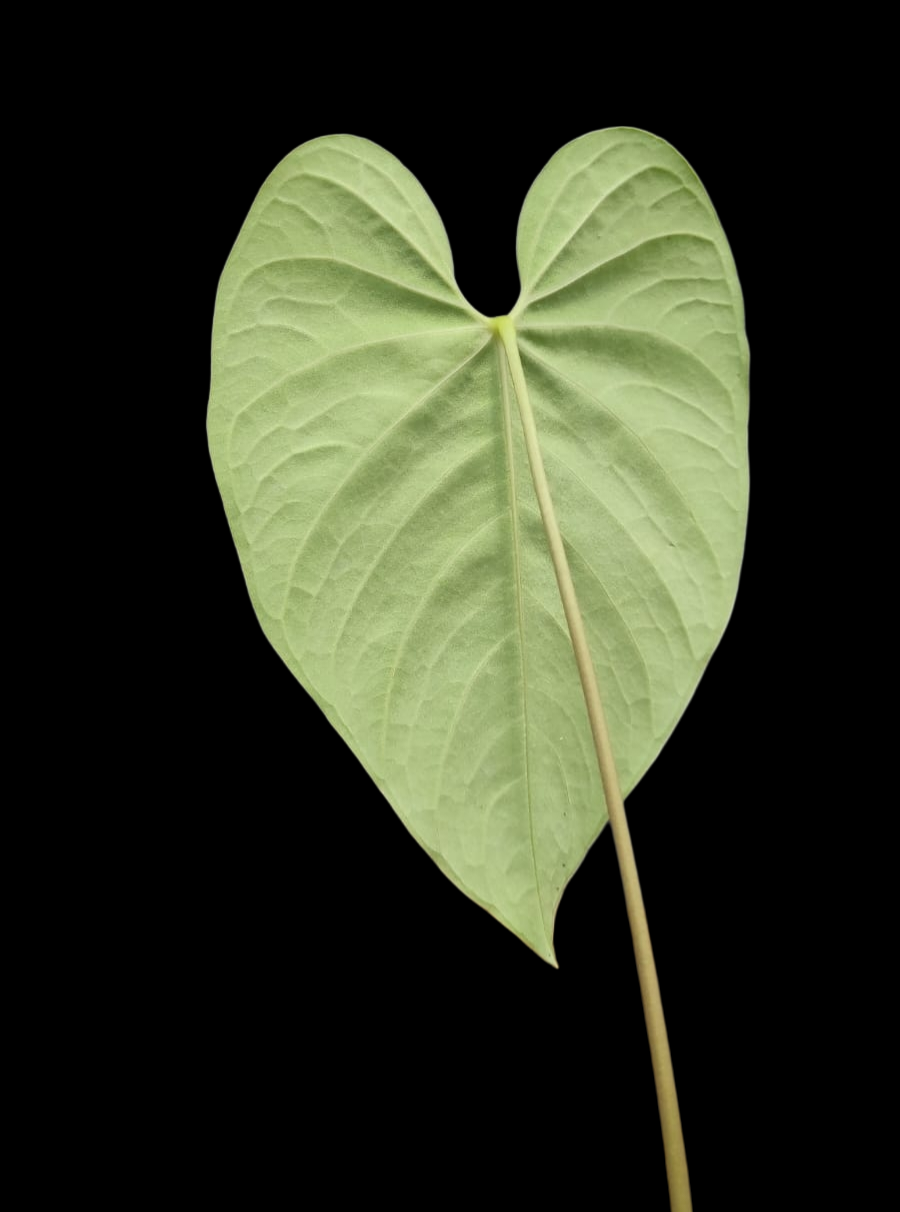 Anthurium sp. 'HuanuQuense Velvet' Wild Ecotype (EXACT PLANT)