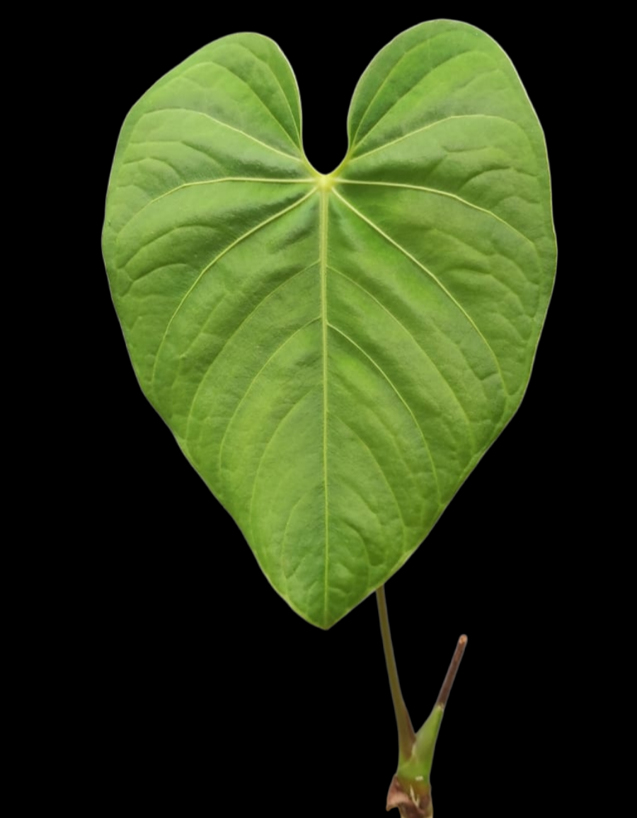 Anthurium sp. 'HuanuQuense Velvet' Wild Ecotype (EXACT PLANT)