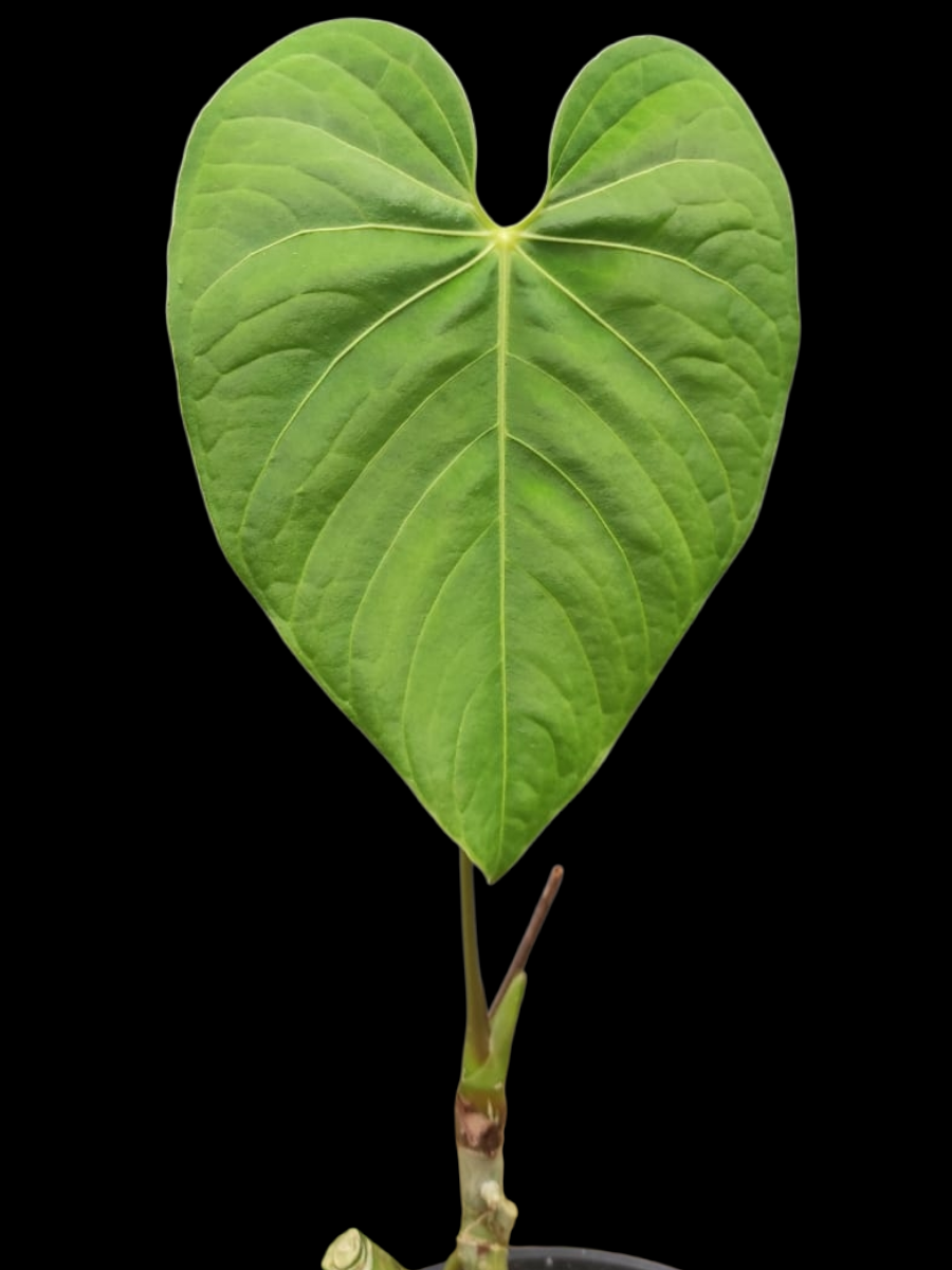 Anthurium sp. 'HuanuQuense Velvet' Wild Ecotype (EXACT PLANT)