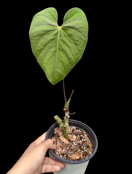 Anthurium sp. 'HuanuQuense Velvet' Wild Ecotype (EXACT PLANT)