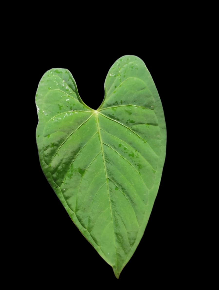 Anthurium sp. "Tarapoto Green Velvet"  (EXACT PLANT)