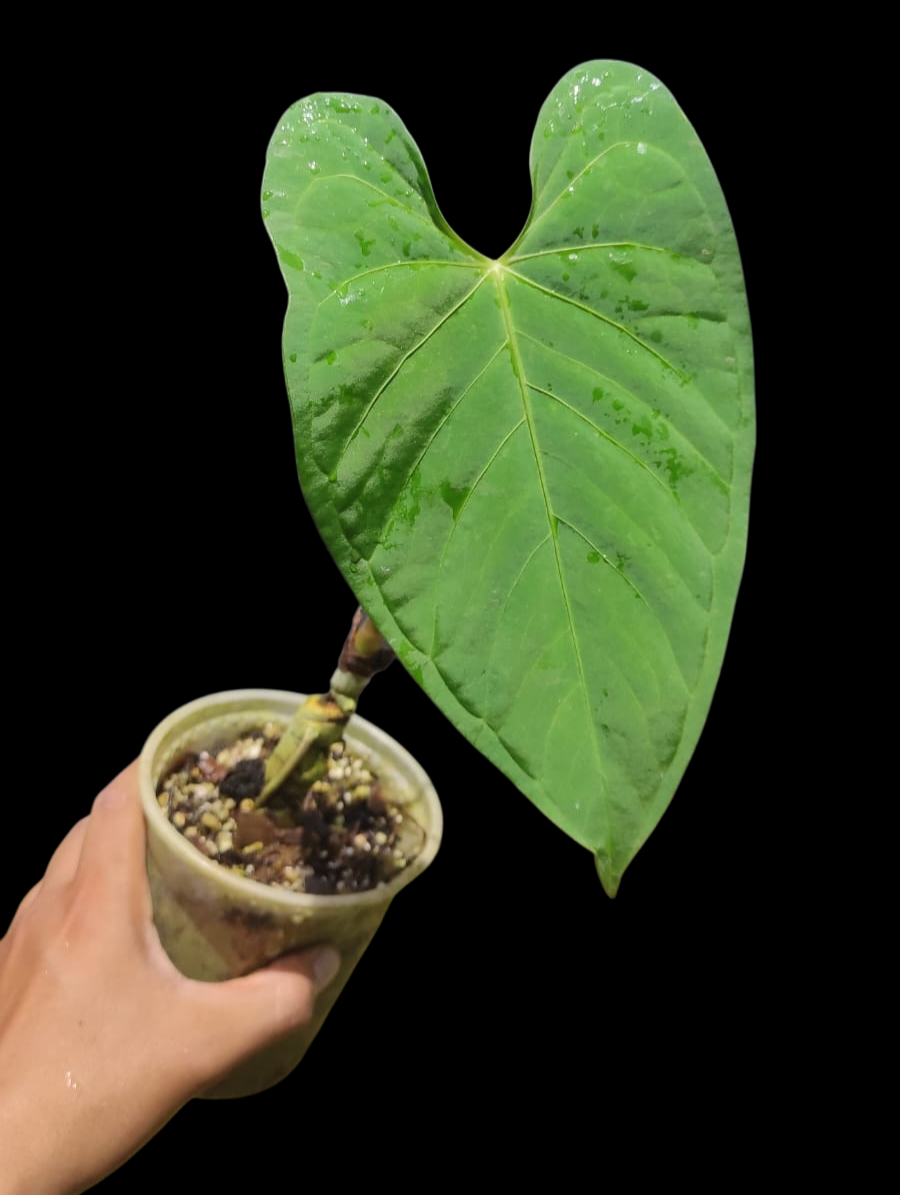 Anthurium sp. "Tarapoto Green Velvet"  (EXACT PLANT)
