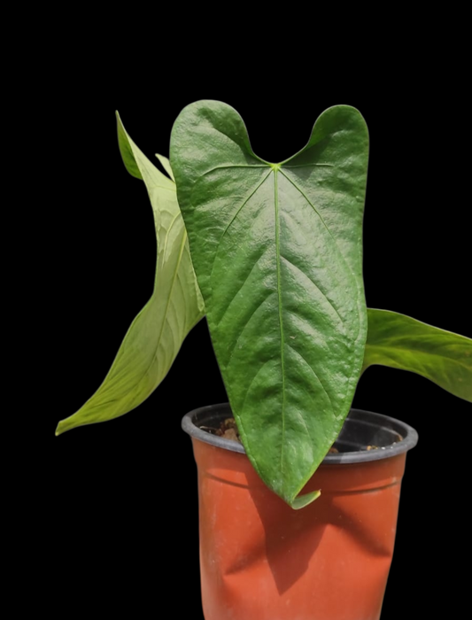Anthurium sp. 'Cachiyacu'  with 4 Leaves (EXACT PLANT)