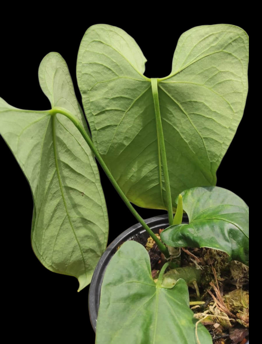Anthurium sp. 'Cachiyacu'  with 4 Leaves (EXACT PLANT)