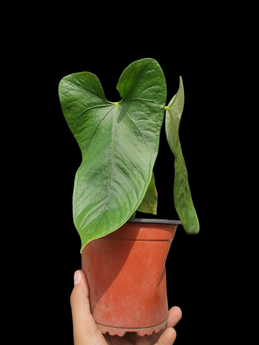 Anthurium sp. 'Cachiyacu'  with 4 Leaves (EXACT PLANT)