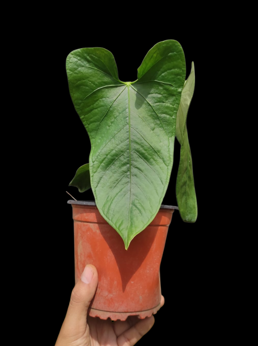 Anthurium sp. 'Cachiyacu'  with 4 Leaves (EXACT PLANT)