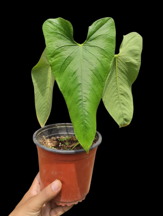 Anthurium sp. 'Cachiyacu' BIG PLANT with 3 Leaves (EXACT PLANT)