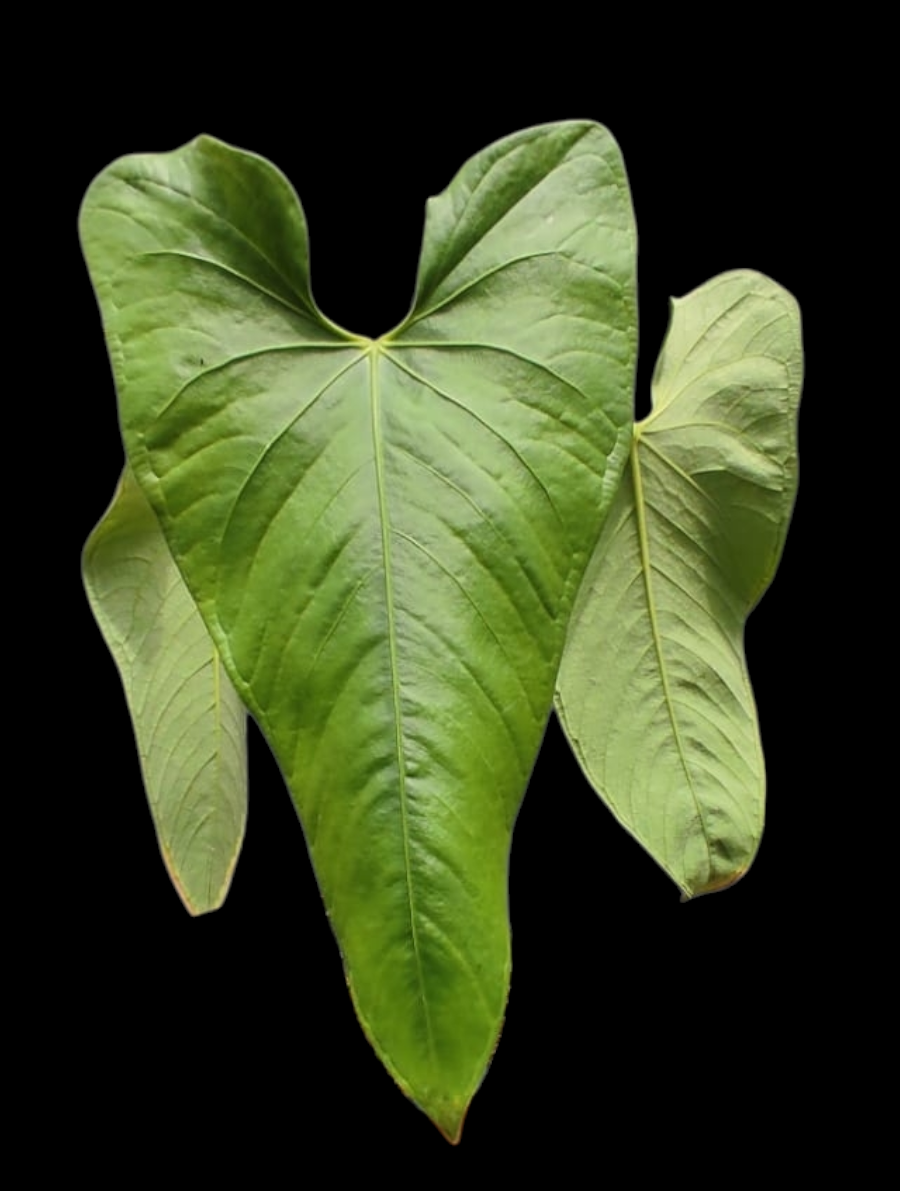 anthurium big leaf Anthurium sp. 'Cachiyacu' BIG PLANT with 3 Leaves (EXACT PLANT)