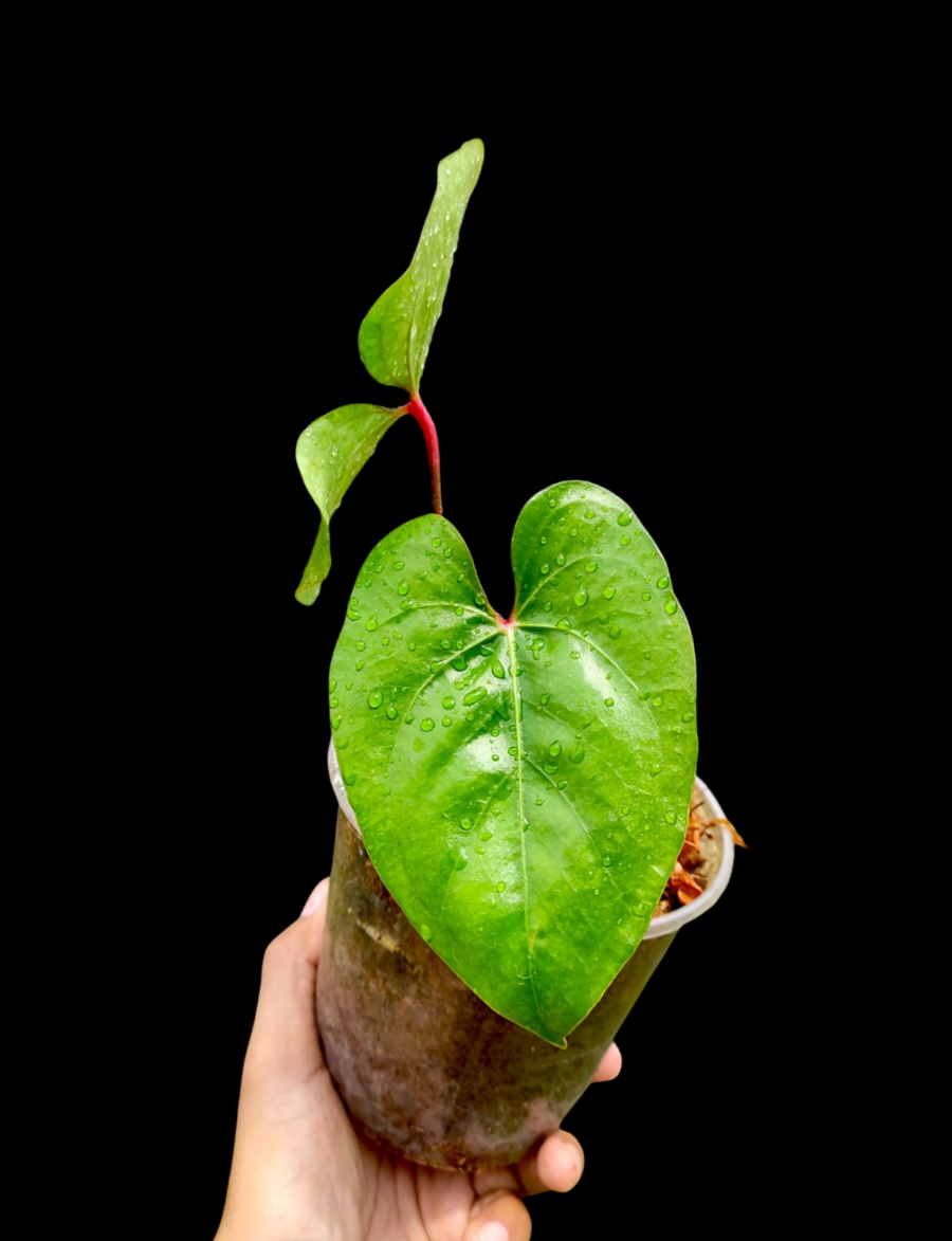 Anthurium sp. 'Amazon Red Petiole' El Dorado Ecotype (EXACT PLANT)