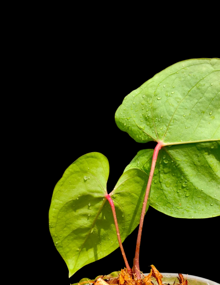 Anthurium sp. 'Amazon Red Petiole' El Dorado Ecotype (EXACT PLANT)