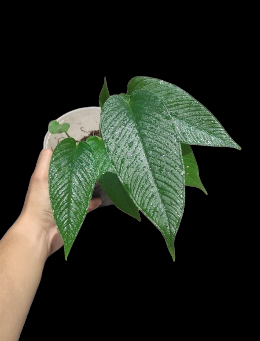 Philodendron sp. 'Yaku Heart'