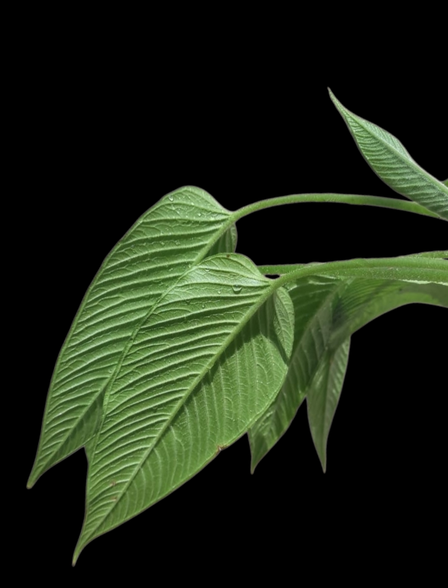 Philodendron sp. 'Yaku Heart'