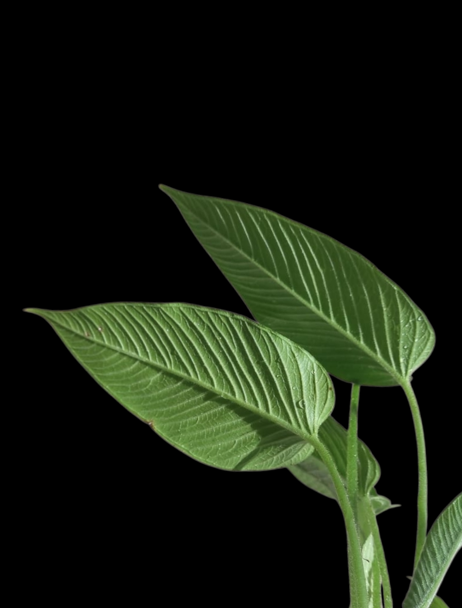 Philodendron sp. 'Yaku Heart'