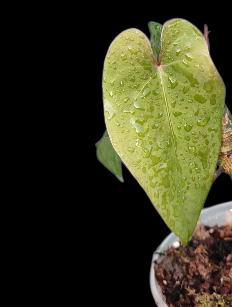 Anthurium sp. 'Huanuco Velvet' Special Phenotype (EXACT PLANT)