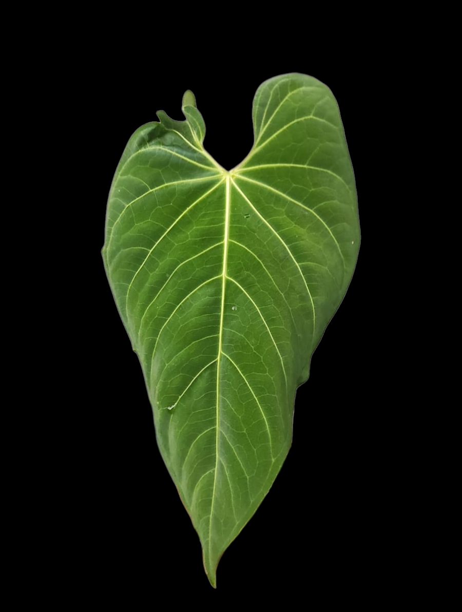 Anthurium sp. 'Colombianense' (EXACT PLANT)