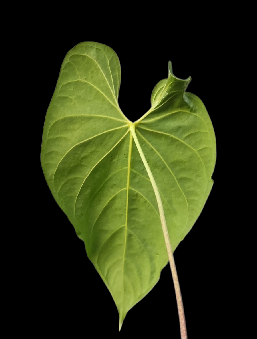 Anthurium sp. 'Colombianense' (EXACT PLANT)