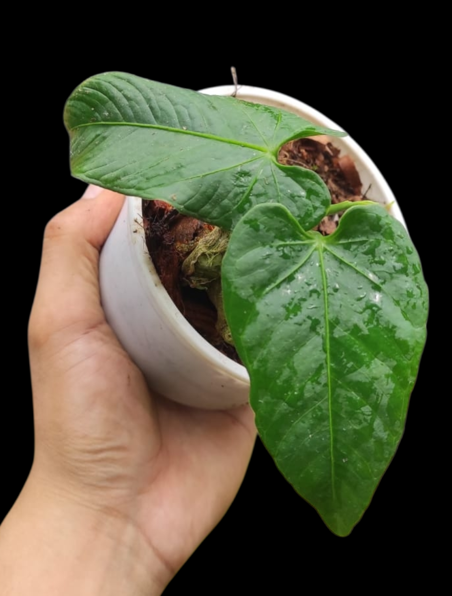 Anthurium sp. 'Cachiyacu' Small PLant with 2 Leaves (EXACT PLANT)