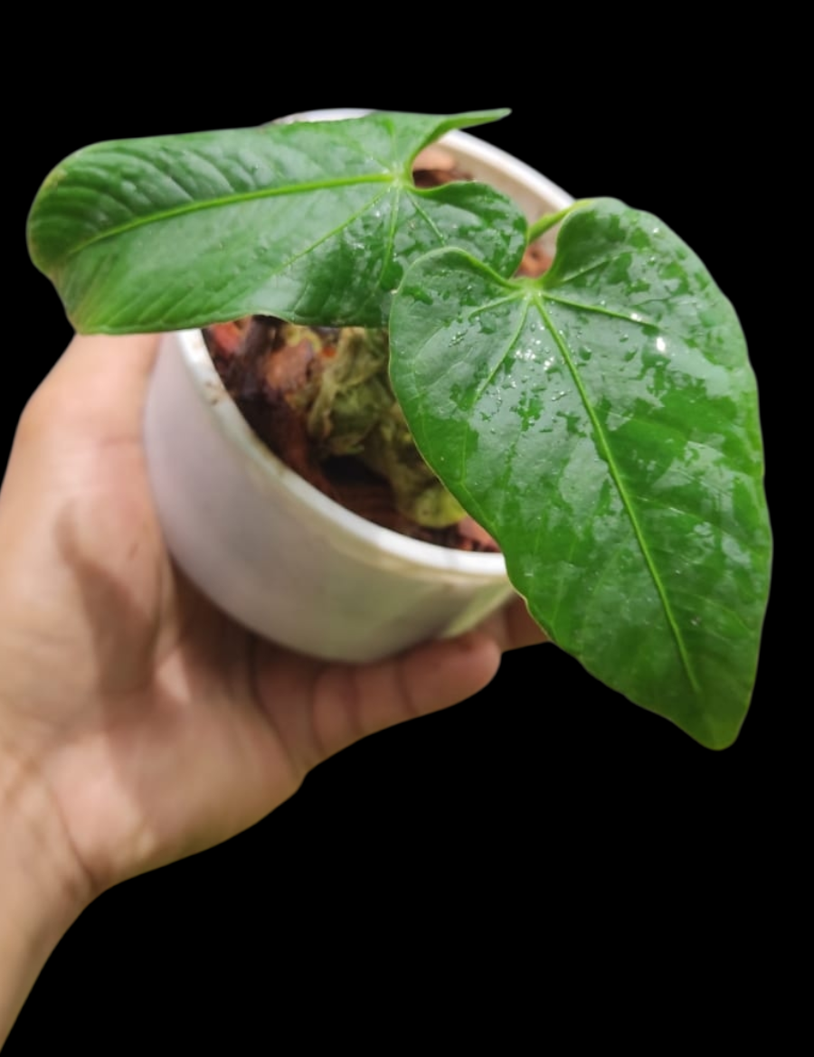 Anthurium sp. 'Cachiyacu' Small PLant with 2 Leaves (EXACT PLANT)