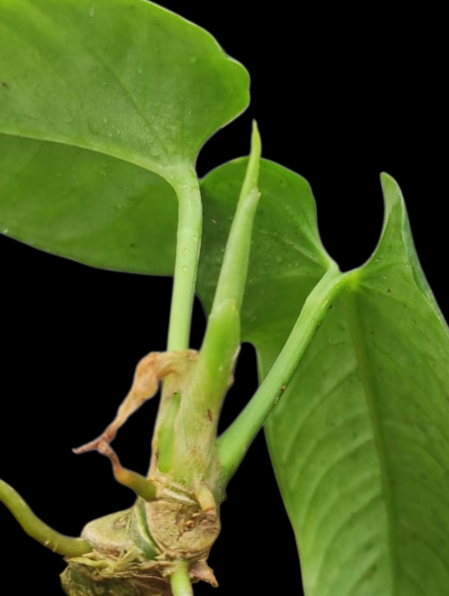 Anthurium sp. 'Cachiyacu' Small PLant with 2 Leaves (EXACT PLANT)