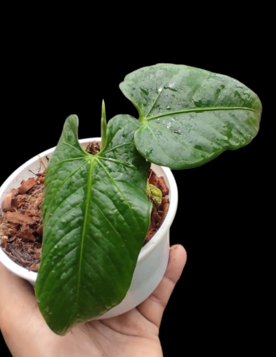 Anthurium sp. 'Cachiyacu' Small PLant with 2 Leaves (EXACT PLANT)