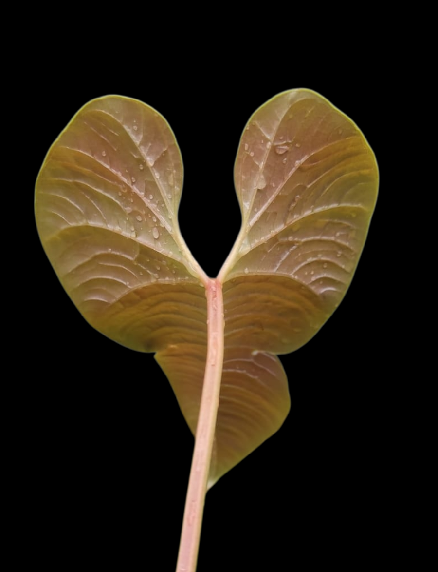 Anthurium sp. 'Niebla Amazonica' (EXACT PLANT)