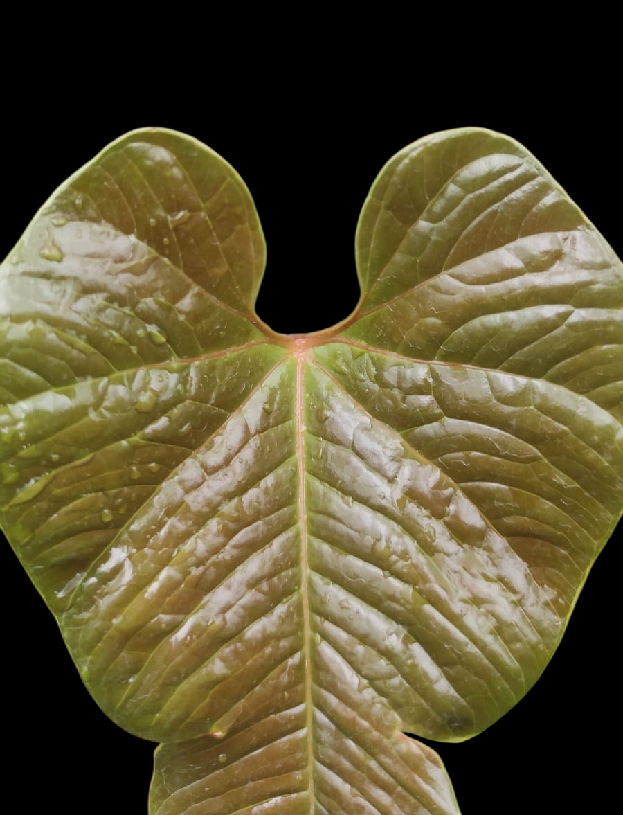 Anthurium sp. 'Niebla Amazonica' (EXACT PLANT)