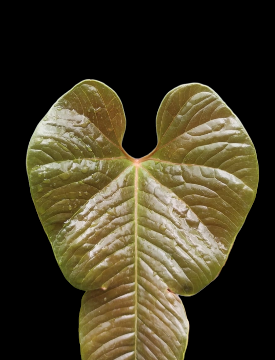 Anthurium sp. 'Niebla Amazonica' (EXACT PLANT)