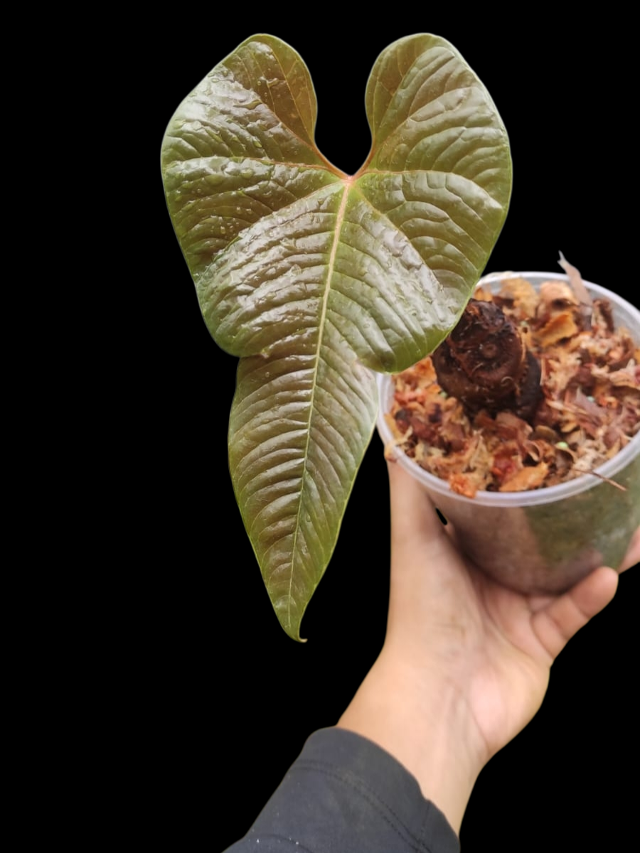 Anthurium sp. 'Niebla Amazonica' (EXACT PLANT)