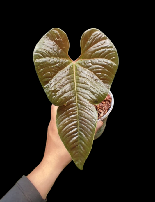 Anthurium sp. 'Niebla Amazonica' (EXACT PLANT)