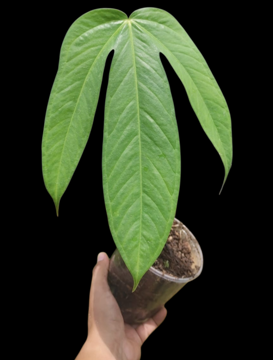 Anthurium sp. 'Pentalum' Wild Ecotype (EXACT PLANT)