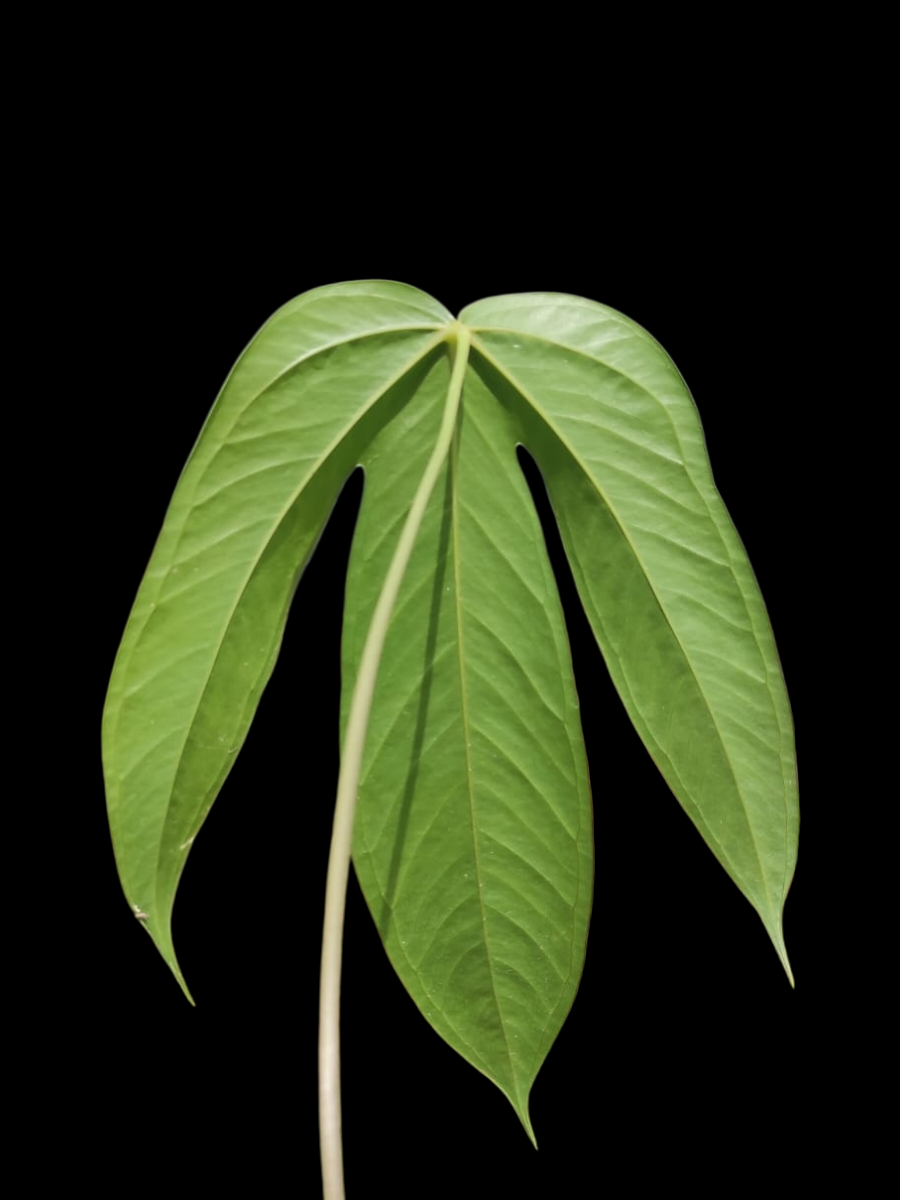 Anthurium sp. 'Pentalum' Wild Ecotype (EXACT PLANT)