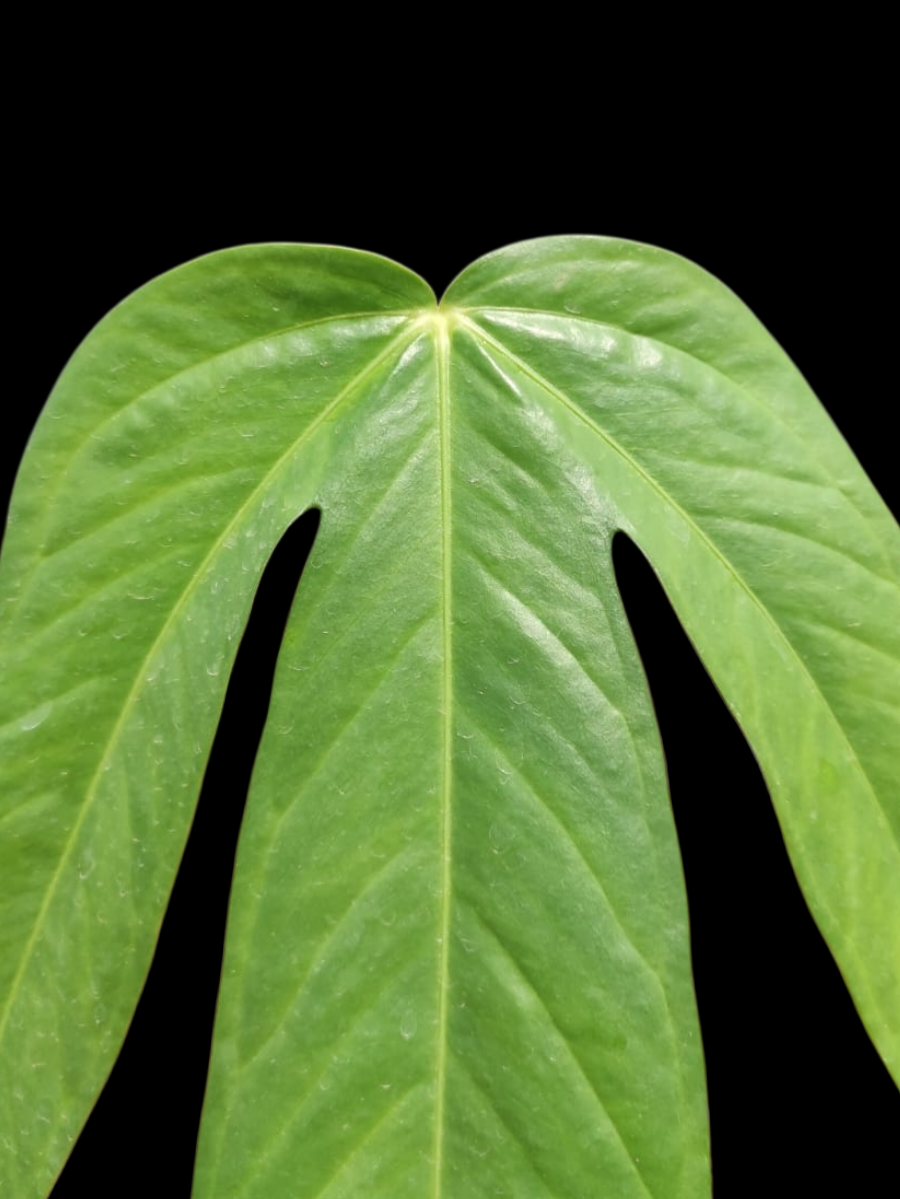 Anthurium sp. 'Pentalum' Wild Ecotype (EXACT PLANT)